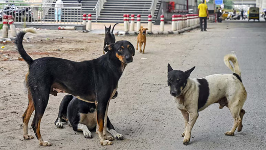 Stray dog